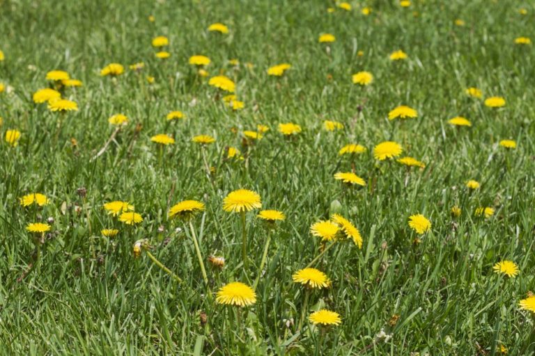 How to Fix a Lawn Full of Weeds