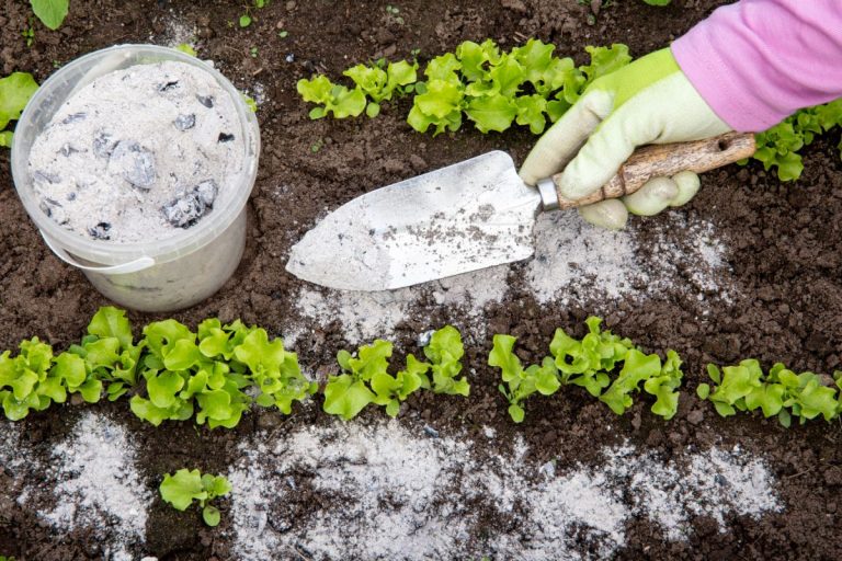 How to Spread Wood Ash on Lawn for a Greener Yard