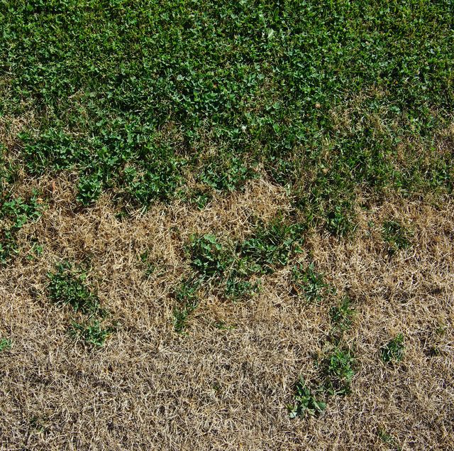 What to Do If Your Lawn Is Always Dry