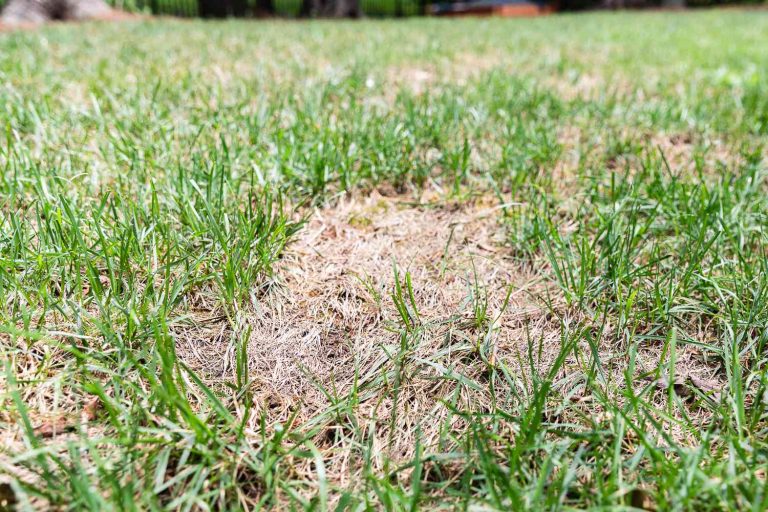 How to Fix an Over Fertilized Lawn