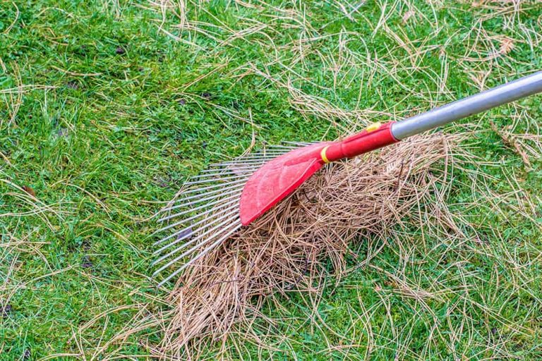 The Best Way to Remove Pine needles From Your Lawn