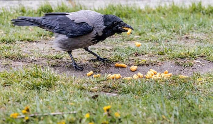 How to Keep Crows Away from Your Lawn