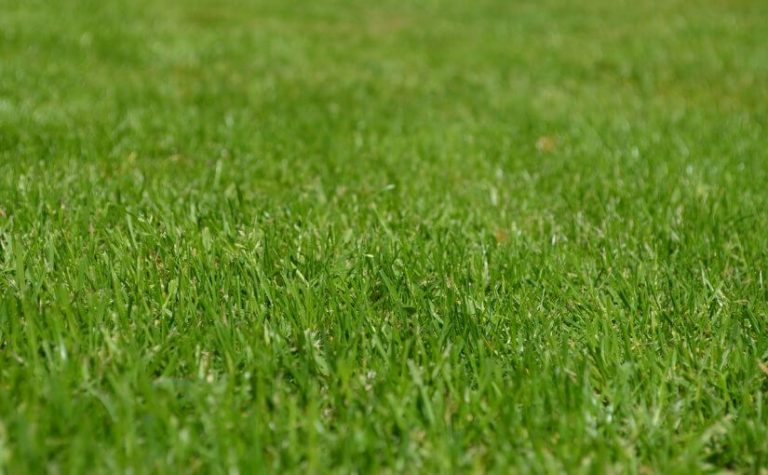 How to Reseed Your Lawn in Arizona