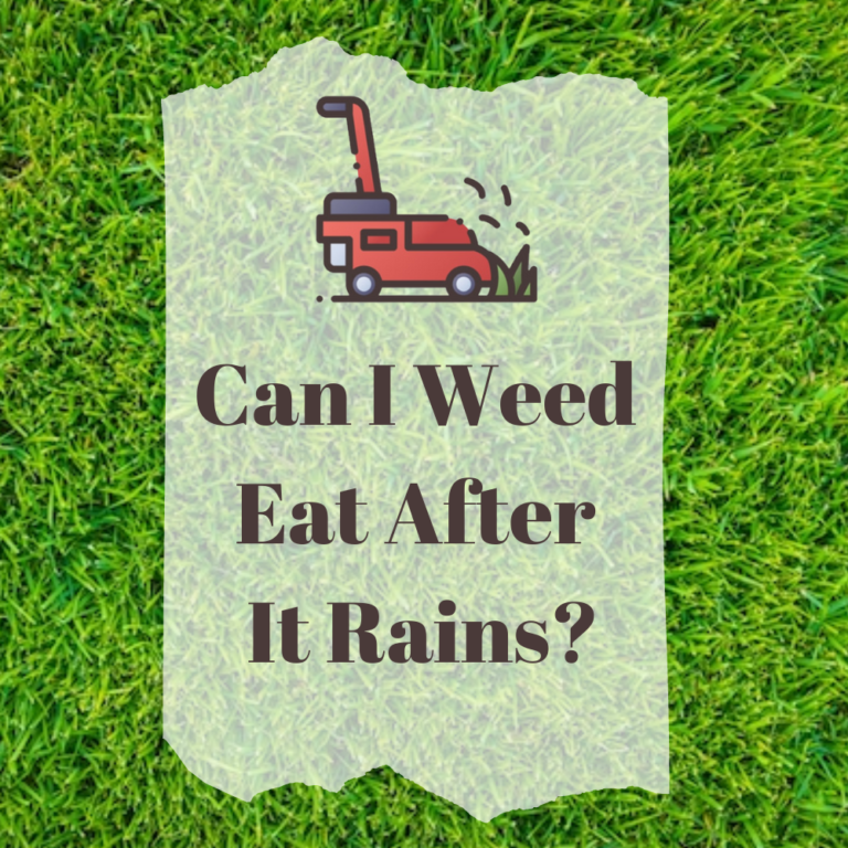Can I Weed Eat After It Rains