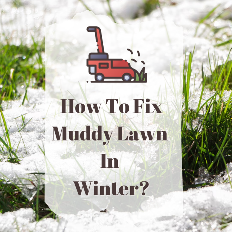How To Fix Muddy Lawn In Winter