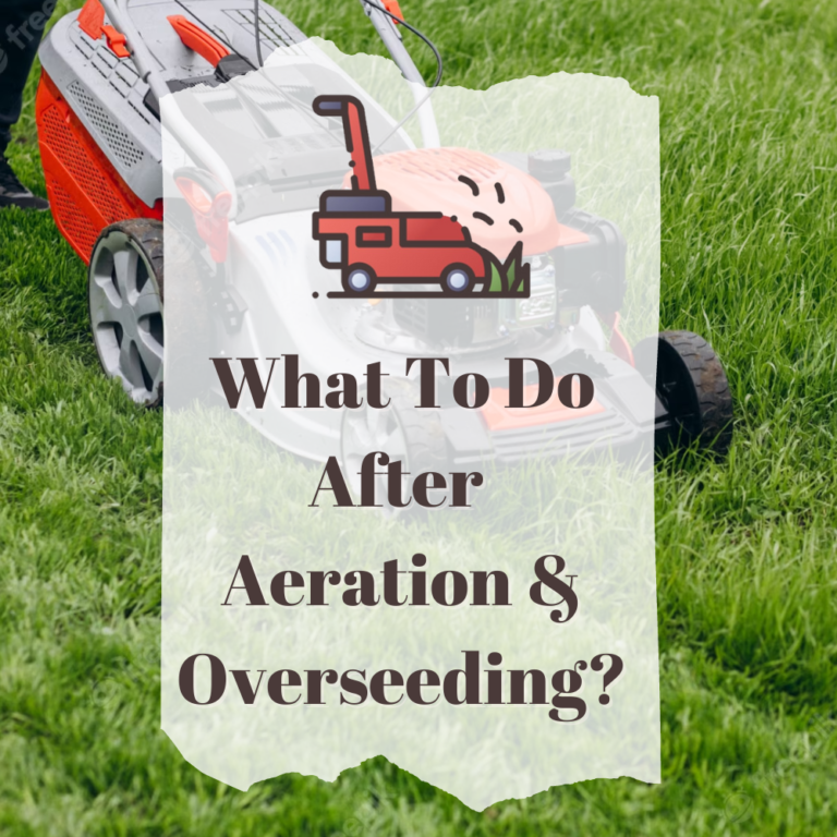 What To Do After Aeration And Overseeding